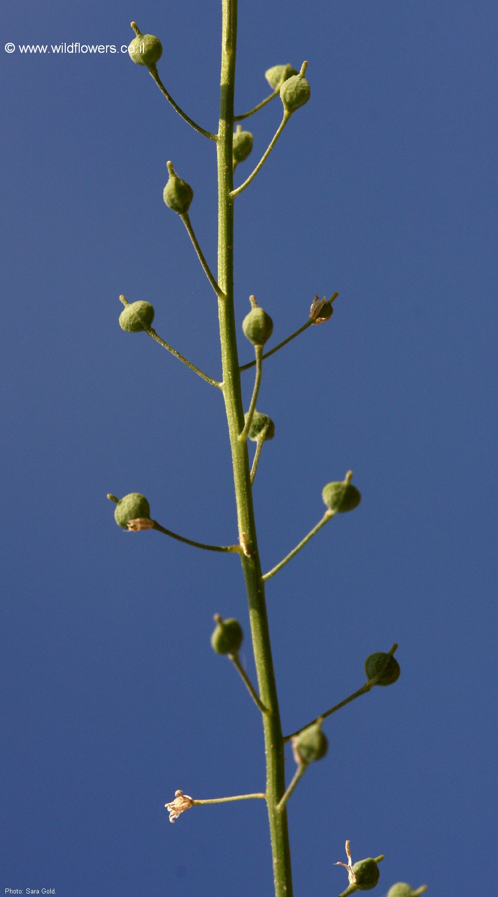 Neslia apiculata